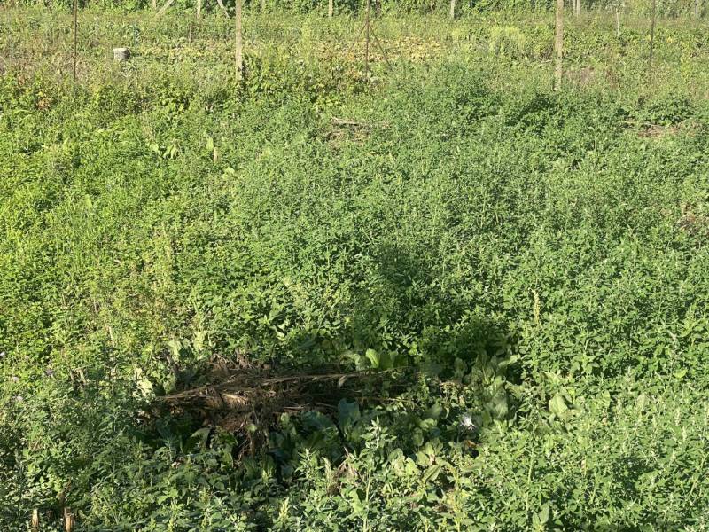 ☎️ 0918197701-Predám stavebný pozemok v obci Tomášikovo - Zarastený pozemok v Tomášikove určený na bývanie so zeleňou a prírodou.