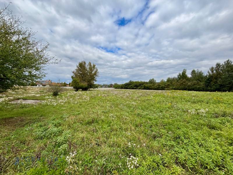 NA PREDAJ | investičný developerský pozemok | Rusovce |  - Zeleň a stromy na developerských pozemkoch v Bratislave - Rusovciach, Pri Pieskovom Hone.