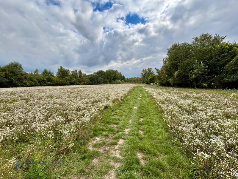 NA PREDAJ | investičný developerský pozemok | Rusovce |  - Lúka s kvetmi a cestou v Bratislave - Rusovciach na Developerských pozemkoch Pri Pieskovom Hone.