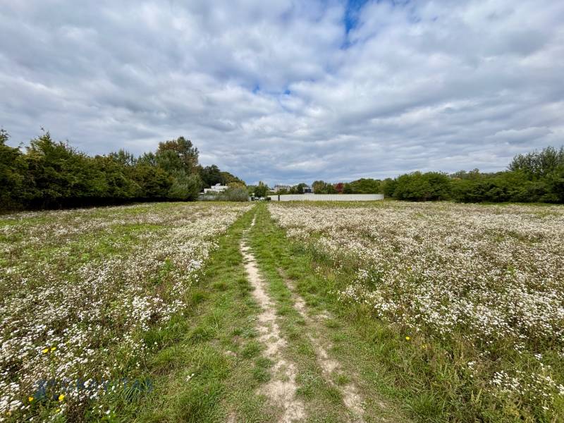 NA PREDAJ | investičný developerský pozemok | Rusovce |  - Kvitnúca lúka na Developerských pozemkoch v Bratislave - Rusovciach na ulici Pri Pieskovom Hone.