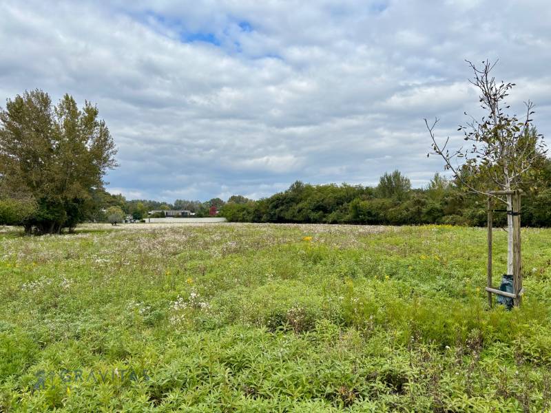 NA PREDAJ | investičný developerský pozemok | Rusovce |  - Zeleň na developerských pozemkoch v Bratislave - Rusovciach, ulica Pri Pieskovom Hone.