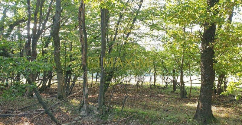 Slnečný takmer hektárový pozemok (9410m²) v k.ú. Kuchyňa s nádherným p - Lesný porast na rekreačných pozemkoch v Kuchyni, Kuchyni ponúka osviežujúci pohľad na prírodu.