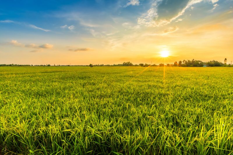 Šávoľ – 10.000 m2 ORNÁ PÔDA a LESY - Západ slnka nad poľnohospodárskymi a lesnými pozemkami v Šávoli s rozsiahlou trávou.