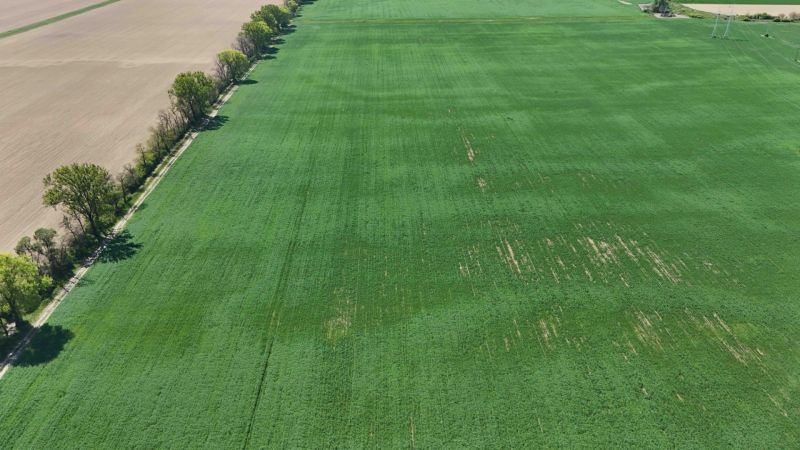 Trhovište – 5.894 m2 POZEMOK na mobilný dom so stavebným potenciálom  - Lúka v Rekreačných pozemkoch Trhovišťa obklopená stromami a sieť elektrického vedenia.