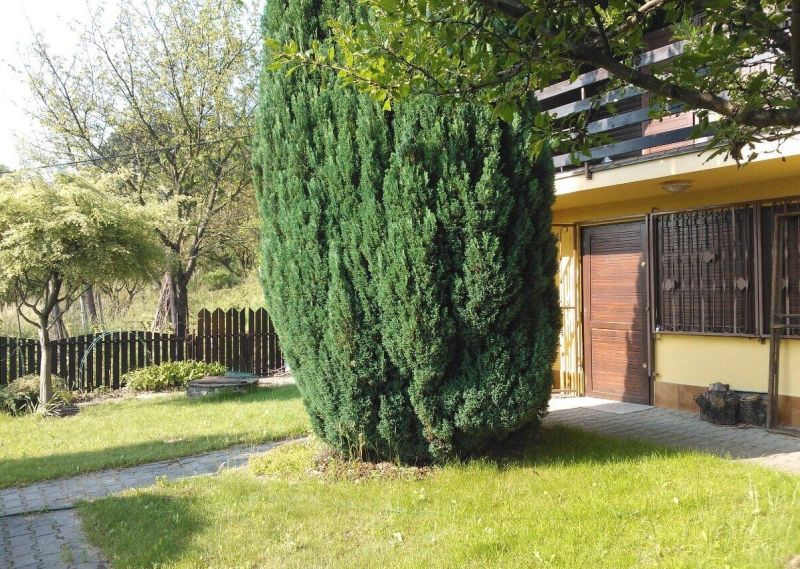 Chata snov nad Bratislavou – pokoj, výhľad a komfort na jednom mieste - Pred chatou v Bratislave - Karlovej Vsi je upravená záhrada s vysokým kríkom.
