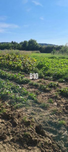 Pozemok na predaj Krasňany - Zeleň na pozemkoch s pestovanou zeleninou, vhodné pre bývanie, obklopené prírodou.