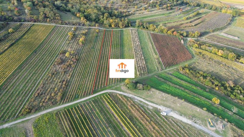 PREDAJ Vinohradu – Pezinok - Vinice v Pezinku obklopené stromami a poľnými cestami v jesennom období.