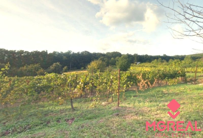 Vinica / Záhrada Pohranice 760 m2