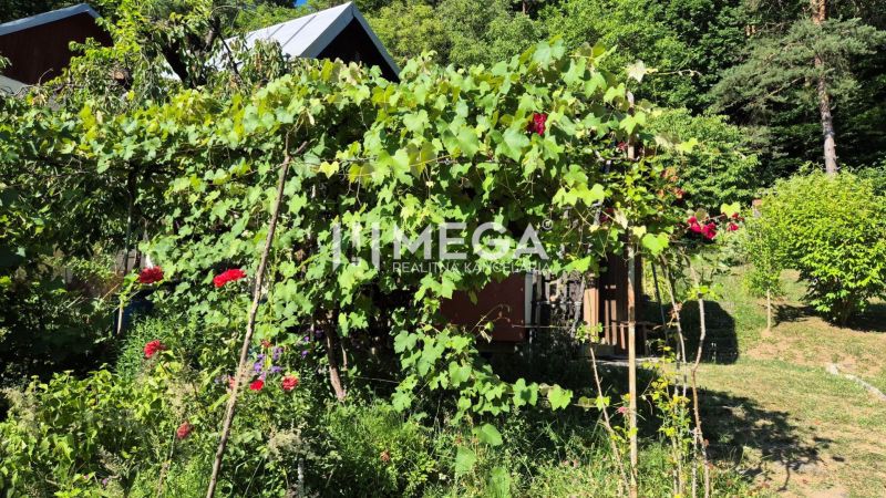 NOVÁ CENA za PREDAJ POZEMKU S DREVENOU CHATKOU v HUMENNOM - Záhrady v Humennom plné viniča a kríkov s červenými kvetmi v letnej atmosfére.