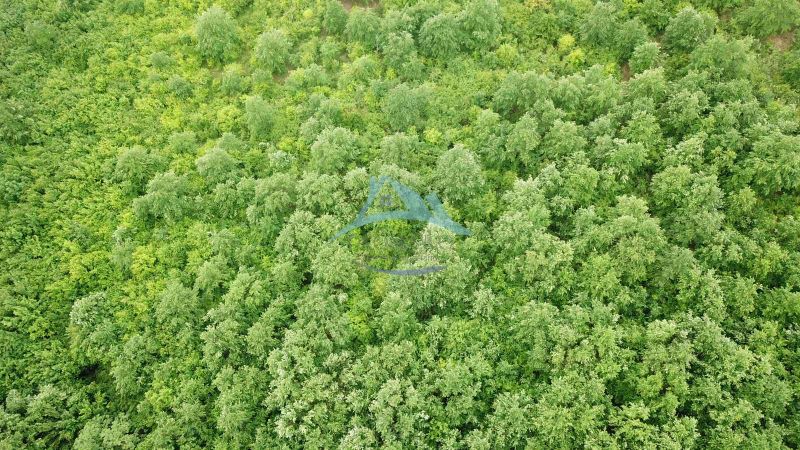 Na predaj 13,8 ha agropôdy v Trebušovciach – 11,5 ha ucelený pozemok  - Letecký pohľad na hustý les v oblasti poľnohospodárskych a lesných pozemkov Trebušovce.