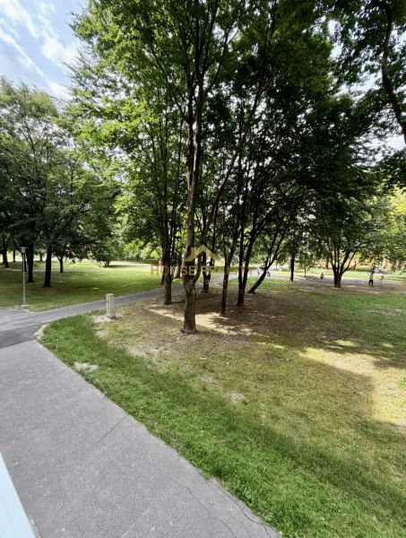 Prenájom pekný 4 izbový byt, Wolkrova ulica, Bratislava V. Petržalka - Zeleň a cesta obklopená stromami v Bratislave - Petržalke na Wolkrovej ulici.
