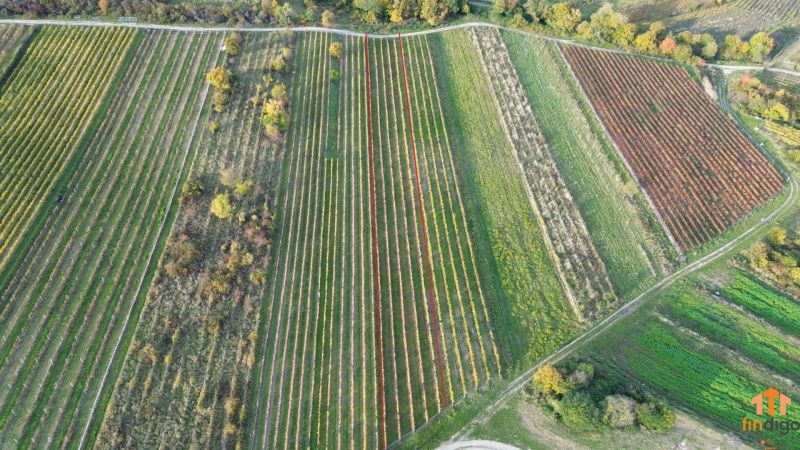 PREDAJ Vinohradu – Pezinok - Vinice v Pezinku s radmi viníc a zeleňou, z vtáčej perspektívy.