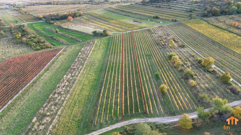PREDAJ Vinohradu – Pezinok - Vinice v Pezinku s farebnou réžou, cestou a jesenným lístím na svahu.