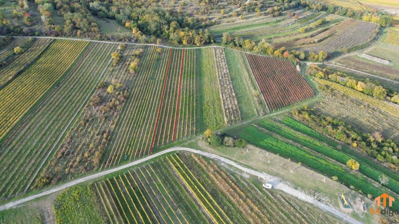 PREDAJ Vinohradu – Pezinok - Vinice v Pezinku obklopené stromami a poľnými cestami v jesennom období.