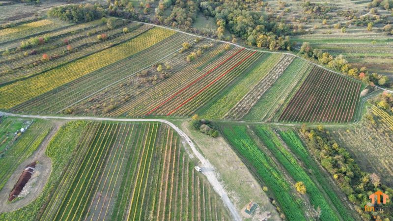 PREDAJ Vinohradu – Pezinok - Letecký pohľad na vinice v Pezinku s jesennými farbami viniča.