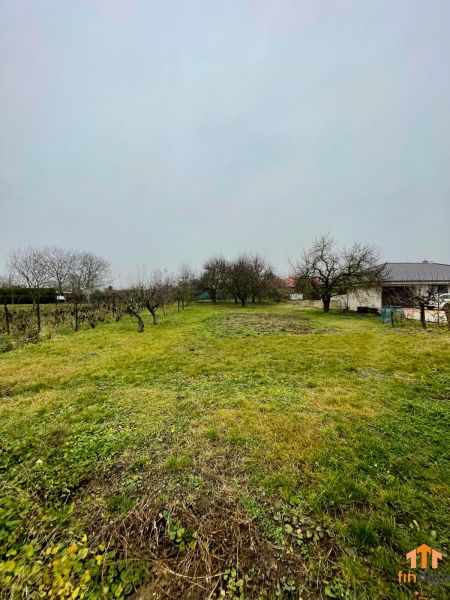PREDAJ - Veľký rodinný dom s krásnym pozemkom – Pata (20 km od Nitry) - Záhrada pri rodinnom dome na Hlohoveckej ulici v Pate, trávnatá plocha a stromy.