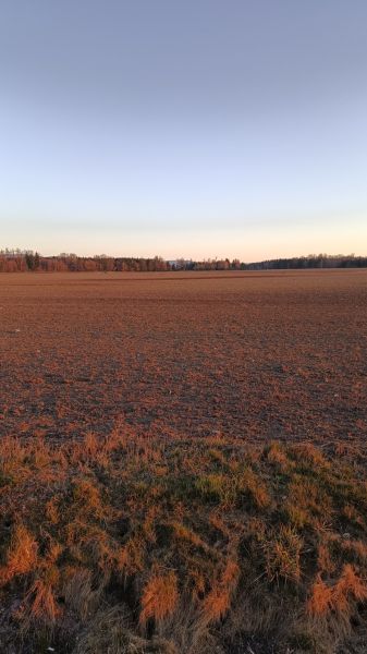 Turčianske Teplice - Diviaky - Orná pôda s výmerou 5571 m2 - Plocha pole za úsvitu, na ulici Prievidzká, pozemky - komerčné, s lesným pozadím.