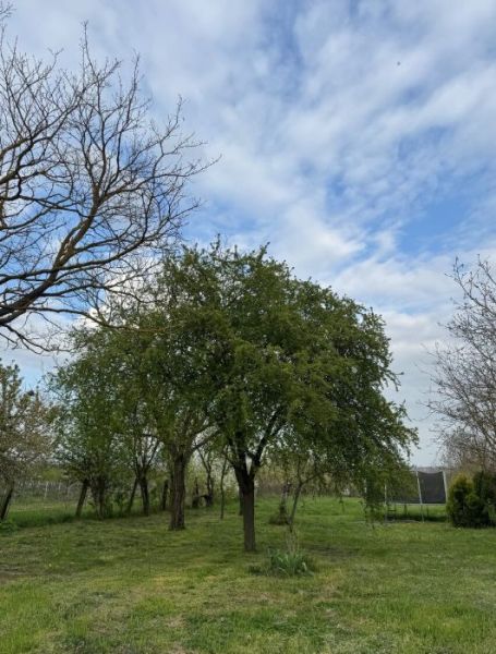 SLNEČNÝ STAVEBNÝ POZEMOK S VÍNNOU PIVNICOU - Zeleň stromov a modrá obloha na pozemkoch pre bývanie v Mani.