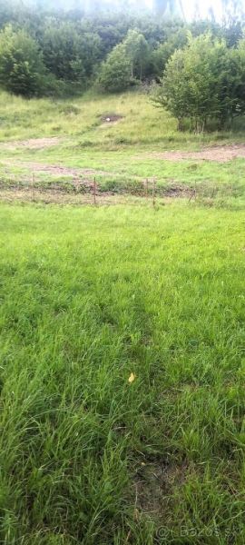 Na predaj stavebné pozemky - 7 500 m² v obci Zubné. - Zelené trávnaté plochy a stromy v okolí zvláštnych nehnuteľností v Zubnom.