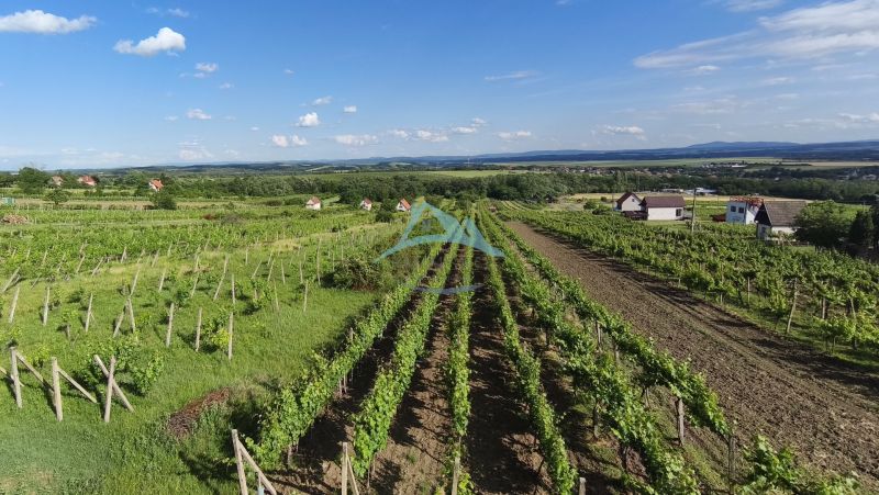 3-podlažný vínny domček s vinicou v obci Vinica, okr. V. Krtíš. - Vinice v okolí mesta Vinica s domami na pozadí pod modrou oblohou.
