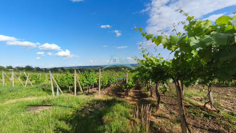 3-podlažný vínny domček s vinicou v obci Vinica, okr. V. Krtíš. - Vinice v meste Vinica s modrou oblohou, viničom a zeleňou v letnom počasí.