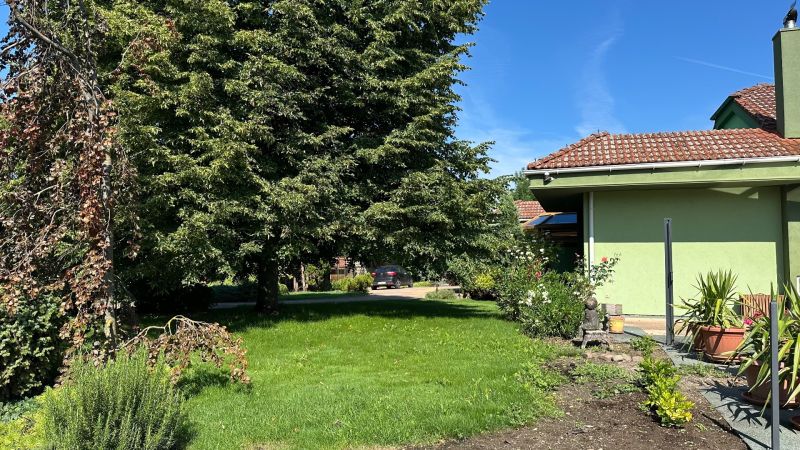 PREDAJ Rodinného domu na 70á pozemku v Ivanke pri Nitre - Záhrada pri rodinnom dome na Gergelovej ulici v Ivanke pri Nitre s veľkým stromom.