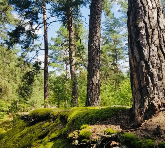 Mostište – 25.490 m2 LESOV (Urbáru) – PREDAJ