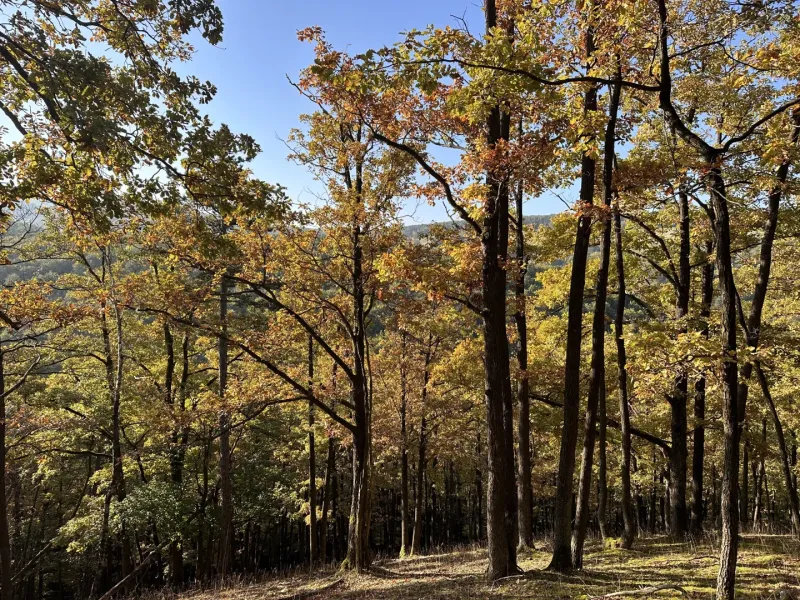 Slatina nad Bebravou – 5.082 m2 LESOV – PREDAJ