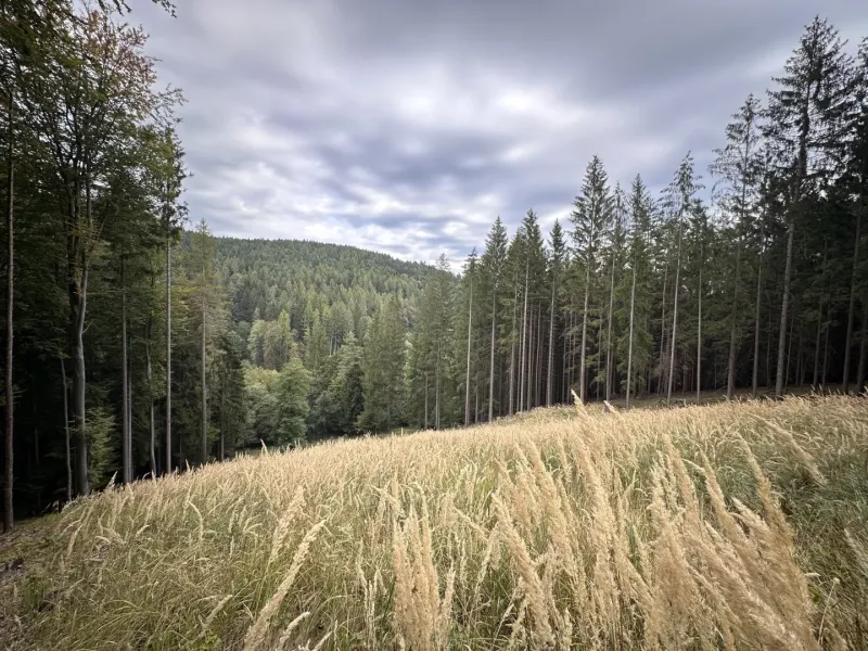 Rožňová, Bošianska Neporadza – 342 m2 ORNÁ PÔDA a LES
