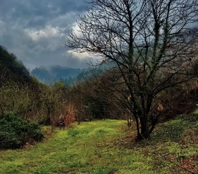 Závada – 1.834 m2 LESOV (Urbáru) – PREDAJ