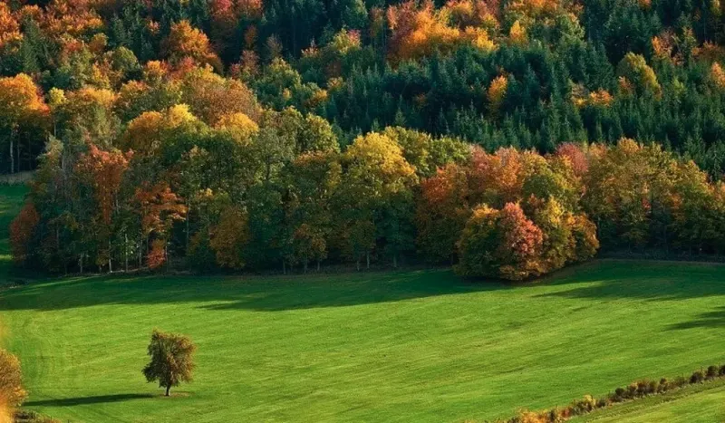 Domaníky – 8.000 m2 LESOV (Urbáru)
