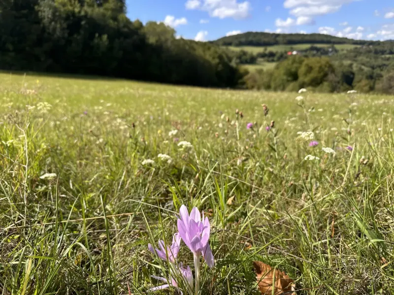 Brusno, Pohronský Bukovec – 4.869 m2 LESOV (Urbáru)