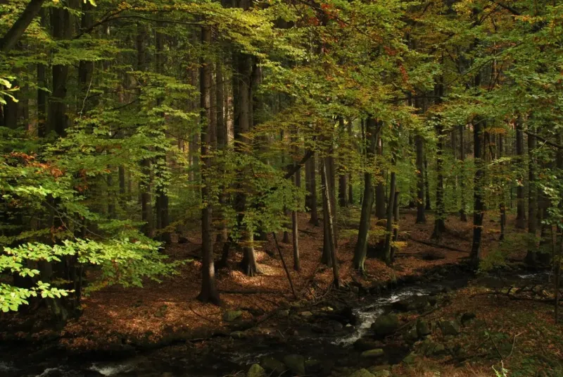 Liptovský Trnovec – 5.072 m2 LESOV (Urbáru) – PREDAJ