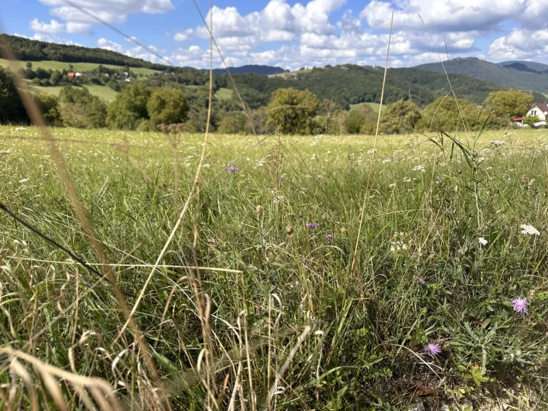 Veľká Čausa – 1.420 m2 POĽNOHOSPODÁRKA PÔDA a LESY