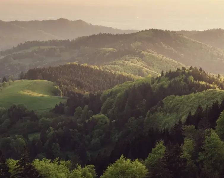 Koňuš – 7.514 m2 LESY v podiele 1/1 – Predaj