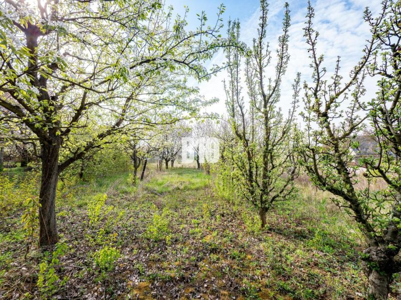 Záhrada/podnikanie?  2.000 m2 pozemok - 3 min. od mesta Nitra - Zeleň a stromy na pozemku pri Nitre vhodnom na bývanie.