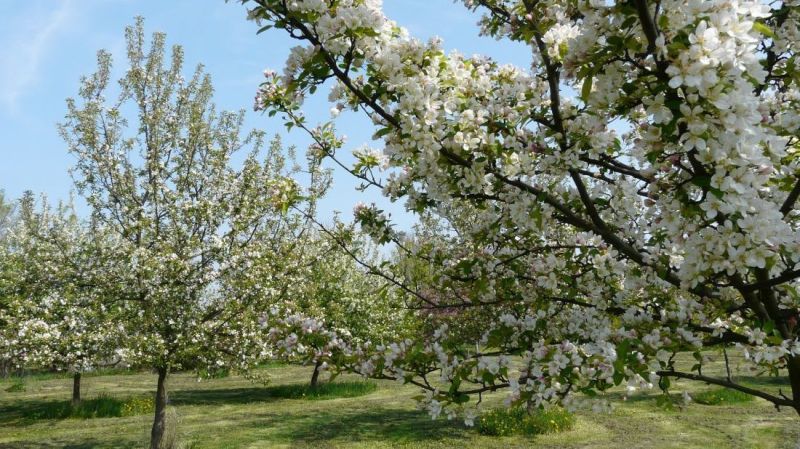 Kúpime pôdu, záhradu, vinohrad v okrese Senec. - Kvitnúce ovocné stromy na rekreačných pozemkoch, ideálne pre pokojnú relaxáciu.