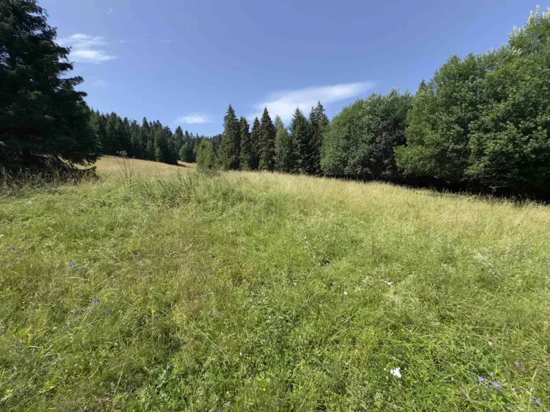 Vyšné Ružbachy – 1.016 m2 POZEMOK na CHATU  pri lese  - Zelená lúka obklopená stromami v prírode, Stará Ľubovňa, Zvláštne nehnuteľnosti.