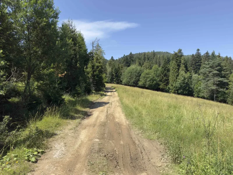 Vyšné Ružbachy – 1.016 m2 POZEMOK na CHATU  pri lese  - Lesná cesta obklopená stromami a trávou v región Stará Ľubovňa, Zvláštne nehnuteľnosti.