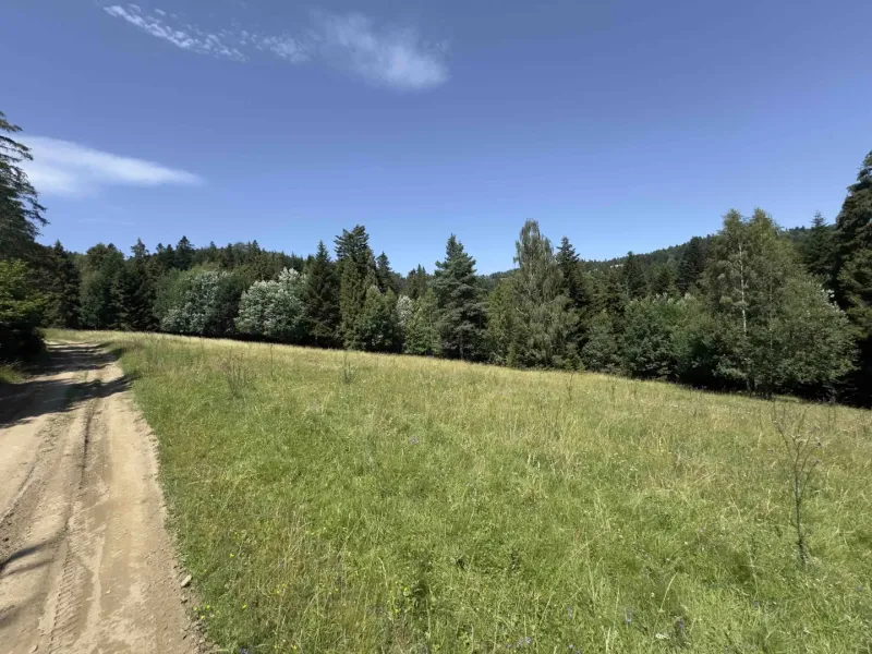 Vyšné Ružbachy – 1.016 m2 POZEMOK na CHATU  pri lese  - Lesná cesta a lúka obklopené stromami v oblasti Starej Ľubovne, Zvláštne nehnuteľnosti.
