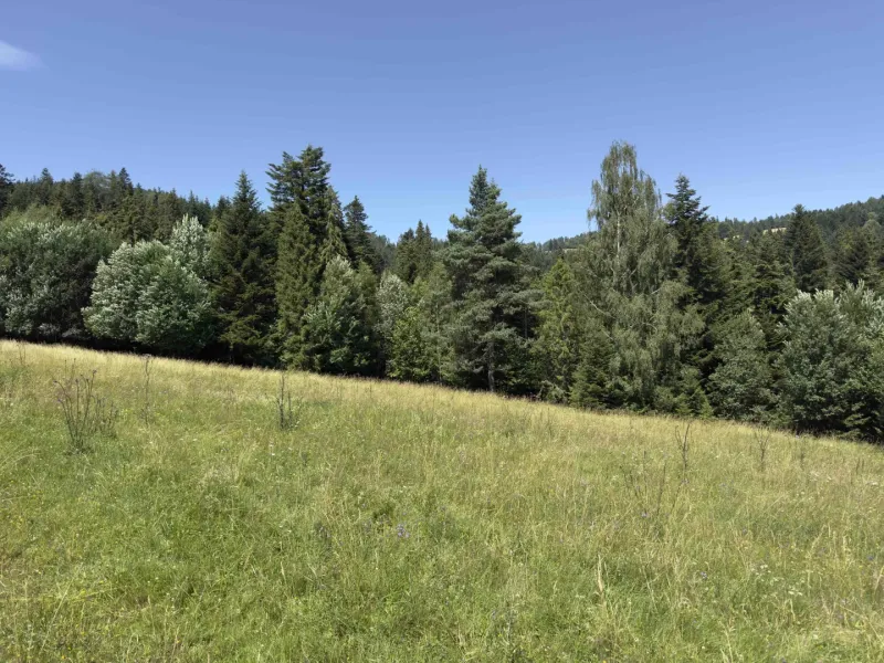 Vyšné Ružbachy – 1.016 m2 POZEMOK na CHATU  pri lese  - Les v Starej Ľubovni obklopený lúkou, ideálny pre milovníkov zvláštnych nehnuteľností.