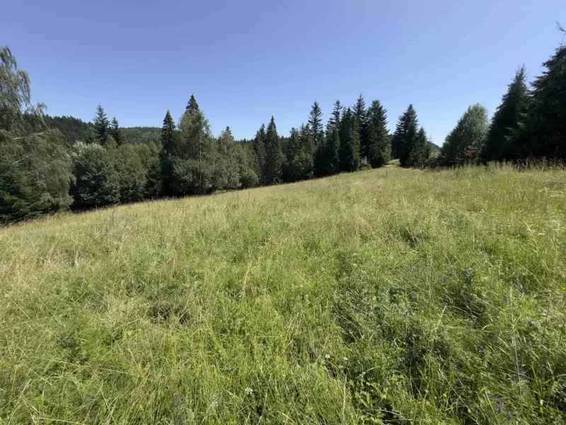 Vyšné Ružbachy – 1.016 m2 POZEMOK na CHATU  pri lese  - Zeleň na lúke obklopená lesom v okolí Starej Ľubovne, Zvláštne nehnuteľnosti.