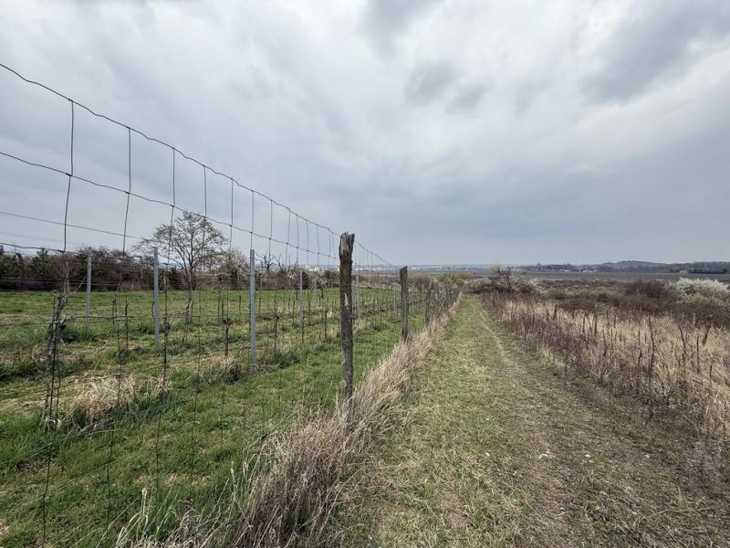 Oplotený obrábaný vinohrad so studňou.Fajgalská cesta - Vinice na Rekreačných pozemkoch vo Fajgalskej ceste v Pezinku pod oblačnou oblohou.