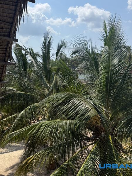 OFF-PLAN VILA MAPUMZIKO S 1 SPALŇOU NA ZANZIBARE  - Palmy v záhrade rodinného domu v Pwani Mchangani pod modrou oblohou.