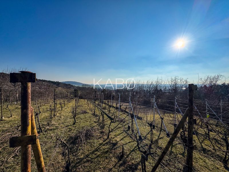 Krásna vinica pri Nitre - 895 m2  - Vinice v Nitre na Ambrovej ulici, slnečný deň s jasnou oblohou a výhľadom na kopce.