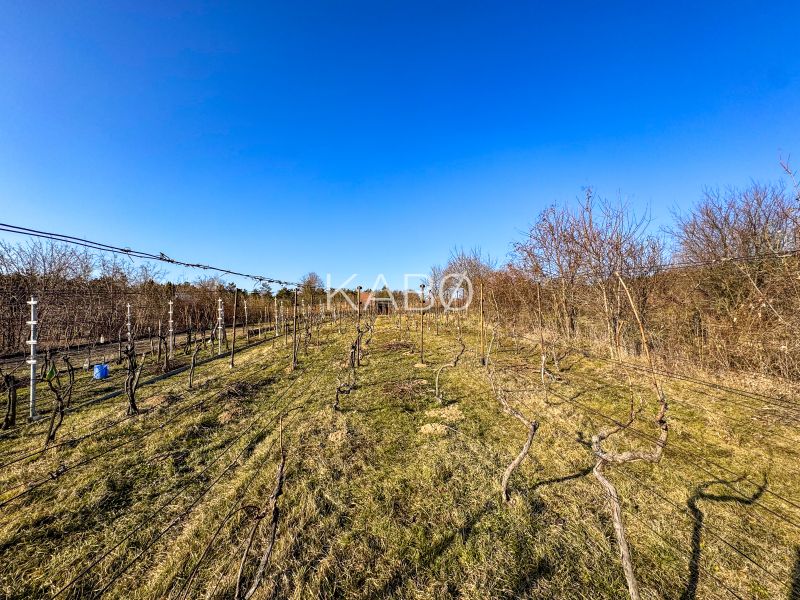 Krásna vinica pri Nitre - 895 m2  - Vinice na ulici Ambrova v Nitre, slnečný deň s bezoblačnou oblohou.