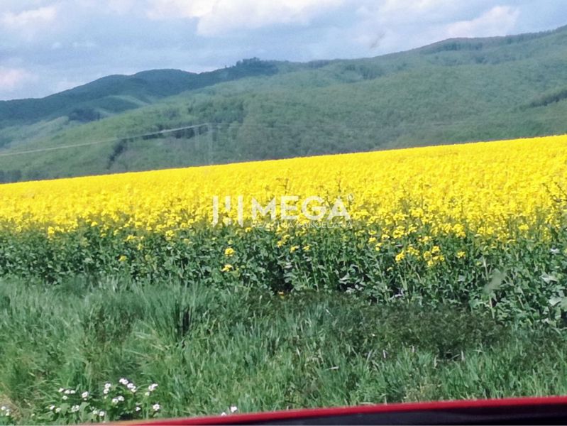 Na predaj - pozemky Kamenica nad Cirochou - Kvitnúce pole na poľnohospodárskych a lesných pozemkoch v Kamenici nad Cirochou s kopcovitým horizontom.