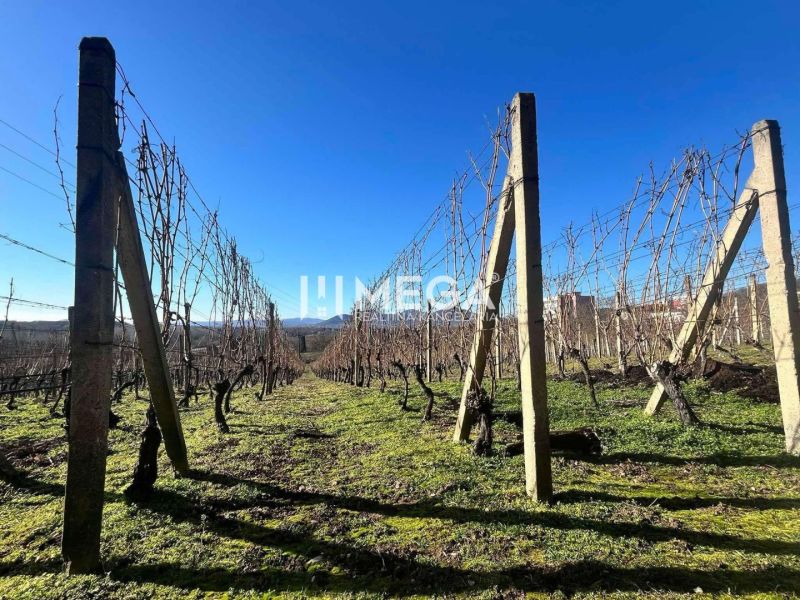 Na predaj chata s vinicou a 2 pivnicami, obec Viničky-Zajačí skok, okr - Vinica v obci Viničky s drevenými oporami a čistou modrou oblohou.
