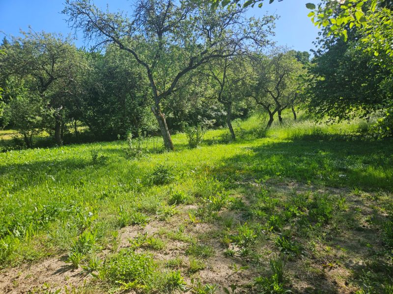 Na predaj rodinný dom s veľkou záhradou v centre V.Šariša - Záhrada s ovocnými stromami pri rodinnom dome vo Veľkom Šariši, trávnatá plocha a stromy.