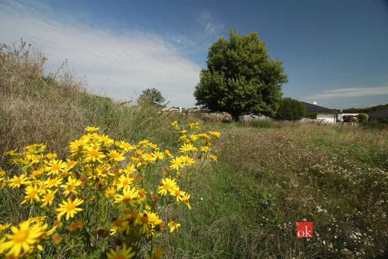 Projekt Rezidencia pod Lesom - Krásne žlté kvety a strom zdobia Pozemky - bývanie v Nitre pod modrou oblohou.